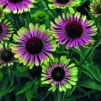 エキナセア　グリーンツイスター　　宿根草