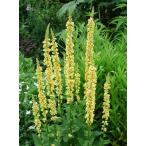  балка ba ska m Schic s чай n свеча z. корень .