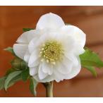 クリスマスローズ・オリエンタリス　ホワイトダブル