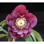 ショッピングクリスマスローズ クリスマスローズ・オリエンタリス　ダークレッドダブル