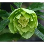 クリスマスローズ・オリエンタリス　グリーニッシュダブル