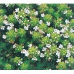 クリーピングタイム(白花) ハーブ苗