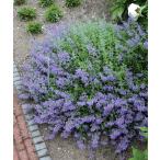 ネペタ　シックスヒルズジャイアント　宿根草　ガーデニング用
