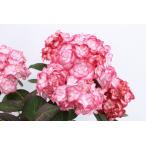 ガーデンハイドランジアユーミー＆プ...