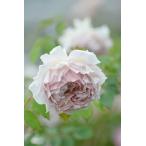 ローズ・ローブ・ドール（大苗予約）7号鉢植え　バラ苗　繰り返し咲き　中輪　　河本バラ園　Kawamoto Brand Roses