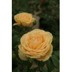 ティップン・トップ大苗予約