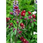 西洋オダマキ・ボルドーバロー宿根草...