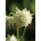 西洋オダマキ・ホワイトバロー