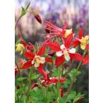 西洋オダマキ・コラレ宿根草