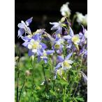 西洋オダマキ・ブルースター宿根草