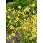 西洋オダマキ・イエロークイーン宿根草