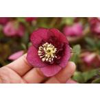 クリスマスローズ・オリエンタリス　セミダブル・インディアンレッド