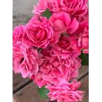 雨ニモマケズ・リバーシブル・ピンク（バラ苗：禅ローズ）大苗予約　《契約品種》　