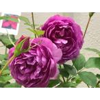 リヴレスシュラブ大苗《契約品種》