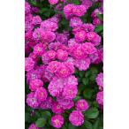 ヴィル・ナタール（バラ苗：河本バラ園）大