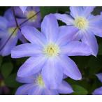 クレマチス　’小波’　系統：パテンス系　12cmポット