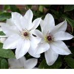 ショッピングクレマチス クレマチス　’晴山（はるやま）’　系統：パテンス系　12cmポット