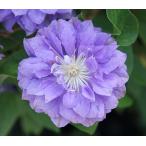 ショッピングクレマチス クレマチス　’円空’　系統：パテンス八重系　12cmポット
