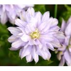 クレマチス　’天空’　系統：パテンス八重系　12cmポット