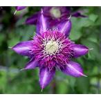 ショッピングクレマチス クレマチス　’紫子丸（ししまる）’　PVP  系統：フロリダ系　12cmポット