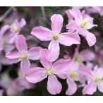 ショッピングクレマチス クレマチス　’モンタナ　トリメライ’　 系統：モンタナ系　12cmポット