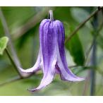 ショッピングクレマチス クレマチス　’ウォーカーズ・ブルース’　 系統：テキシンセス、ビオルナ系　12cmポット