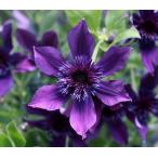 クレマチス　’アフロ・ボーイ’　PVP　  系統：インテグリフォリア系　4.5号ロングポット