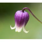 クレマチス　’オブスキュア’　 系統：テキシンセス、ビオルナ系　12cmポット