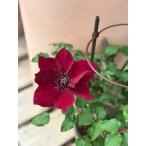 ショッピングクレマチス クレマチス　’ヌビア’　 ブールバードシリーズ　12cmポット