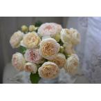 アンヌ（バラ苗：河本バラ園）大苗予約　《種苗登録出願中》