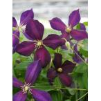 ショッピングクレマチス クレマチス　’ミケリティー'（ミケリテ）　系統：ジャックマニー系　新枝咲き　12cmポット