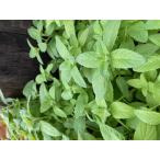 バナナミント　ハーブ苗