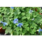 ブルークローバー宿根草