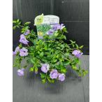 スーパートレニア・カタリーナ  ブルーリバー