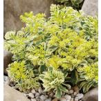 se dam * Atlantis (. корень .). ввод 