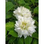 クレマチス　’ダッチェス・オブ・エディンバラ’　12cmポット