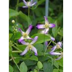 クレマチス ’トライテルナータ・ルブロマルギナータ’ 4.5号ロングポット