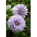 クレマチス ’ベル・オブ・ウォーキング’ 12cmポット