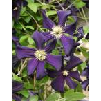 ショッピングクレマチス クレマチス　’ロマンティカ’　12cmポット