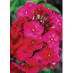 フロックス‘テナー’10.5cmポット