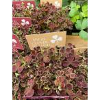  Angel clover * тирамису * три лист clover . корень .