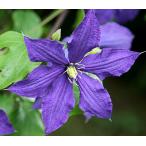 ショッピングクレマチス クレマチス　’ラプソディー'　（系統：ジャックマニー系）12cmポット