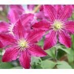 ショッピングクレマチス クレマチス　’ソングス'　PVP　（系統：フロリダ系）12cmポット《予約苗　2月下旬〜3月頃お届け予定》