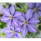 ショッピングクレマチス クレマチス　’星めぐり'　PVP　系統：フロリダ系　12cmポット《予約苗　2月下旬〜3月頃お届け予定》