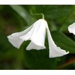ショッピングクレマチス クレマチス　’ホーゲルビー・ホワイト'　系統：ビチセラ系　12cmポット