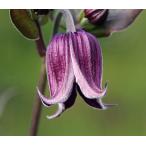 ショッピングクレマチス クレマチス　’ジャン・フォプマ'　系統：インテグリフォリア系　12cmポット