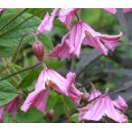 クレマチス　’ヘザー・ハーシェル'　系統：インテグリフォリア系　12cmポット