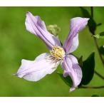 ショッピングクレマチス クレマチス　’ミルキー・ウェイ'　系統：インテグリフォリア系　12cmポット