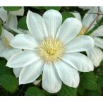 ショッピングクレマチス クレマチス　’満州黄’　系統：パテンス系　12cmポット