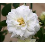 クレマチス　’庭のよろこび’　系統：パテンス八重系　12cmポット《予約苗　2月下旬〜3月頃お届け予定》